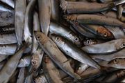 Fish Oil