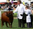 Great Yorkshire Show