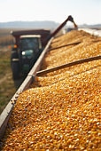 Corn