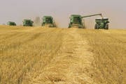 Cornfield