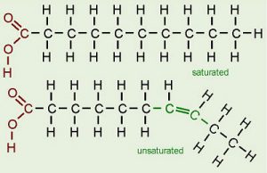 Fats-2