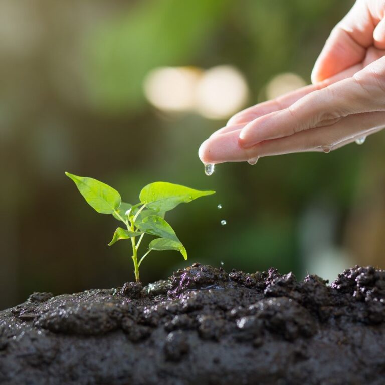 growth flourishing with nurturing